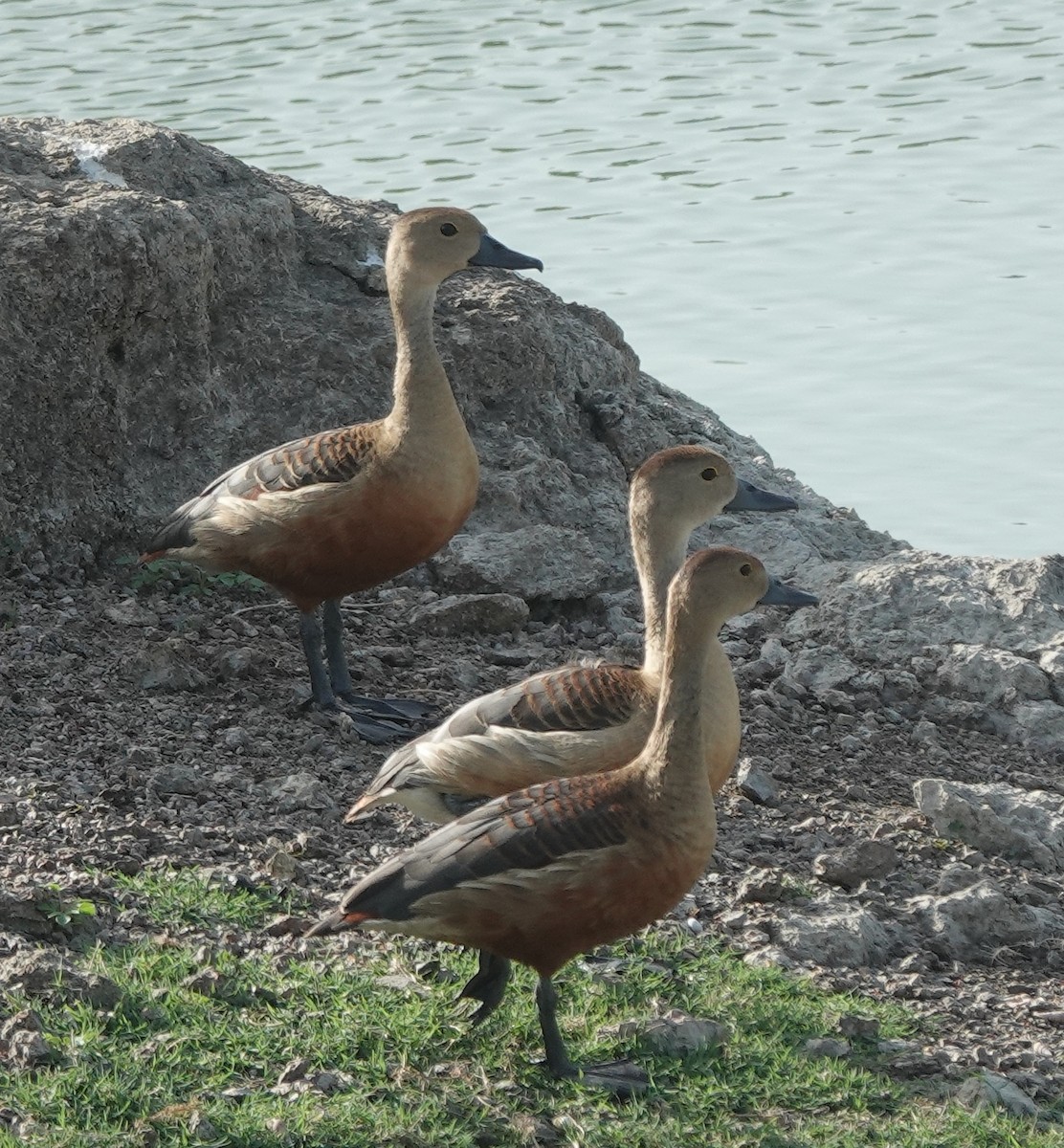 Lesser Whistling-Duck - ML637301905