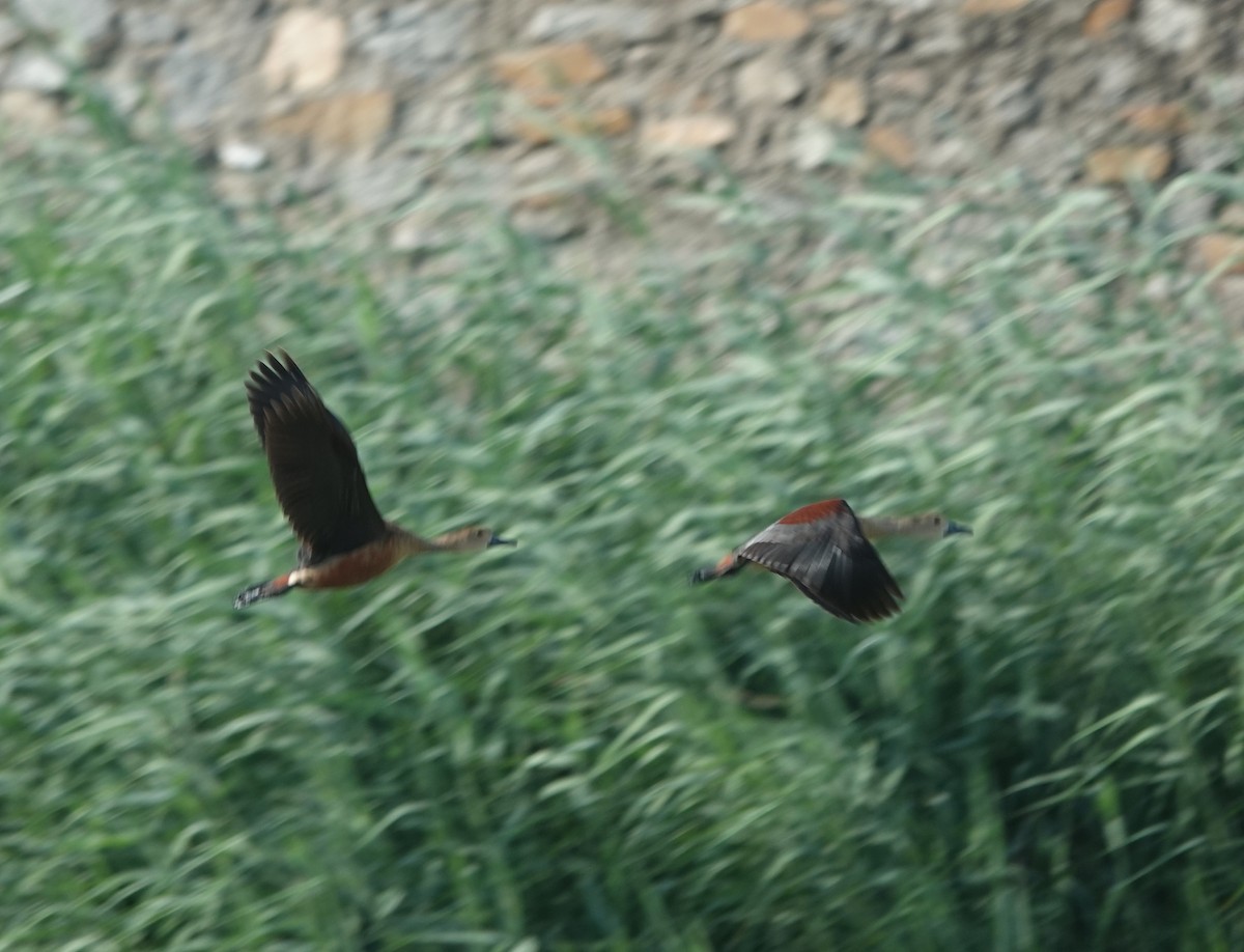Lesser Whistling-Duck - ML637301906