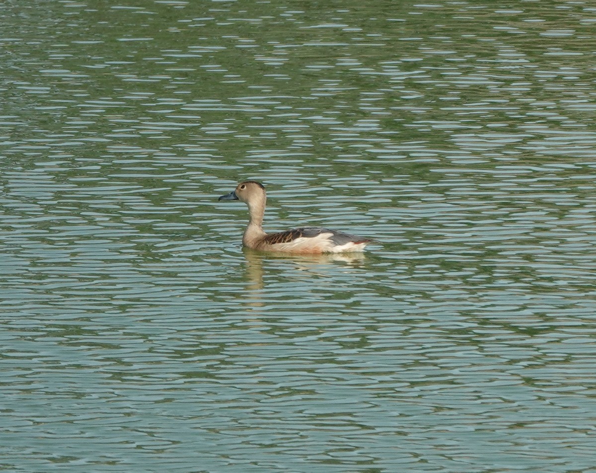 Lesser Whistling-Duck - ML637301907