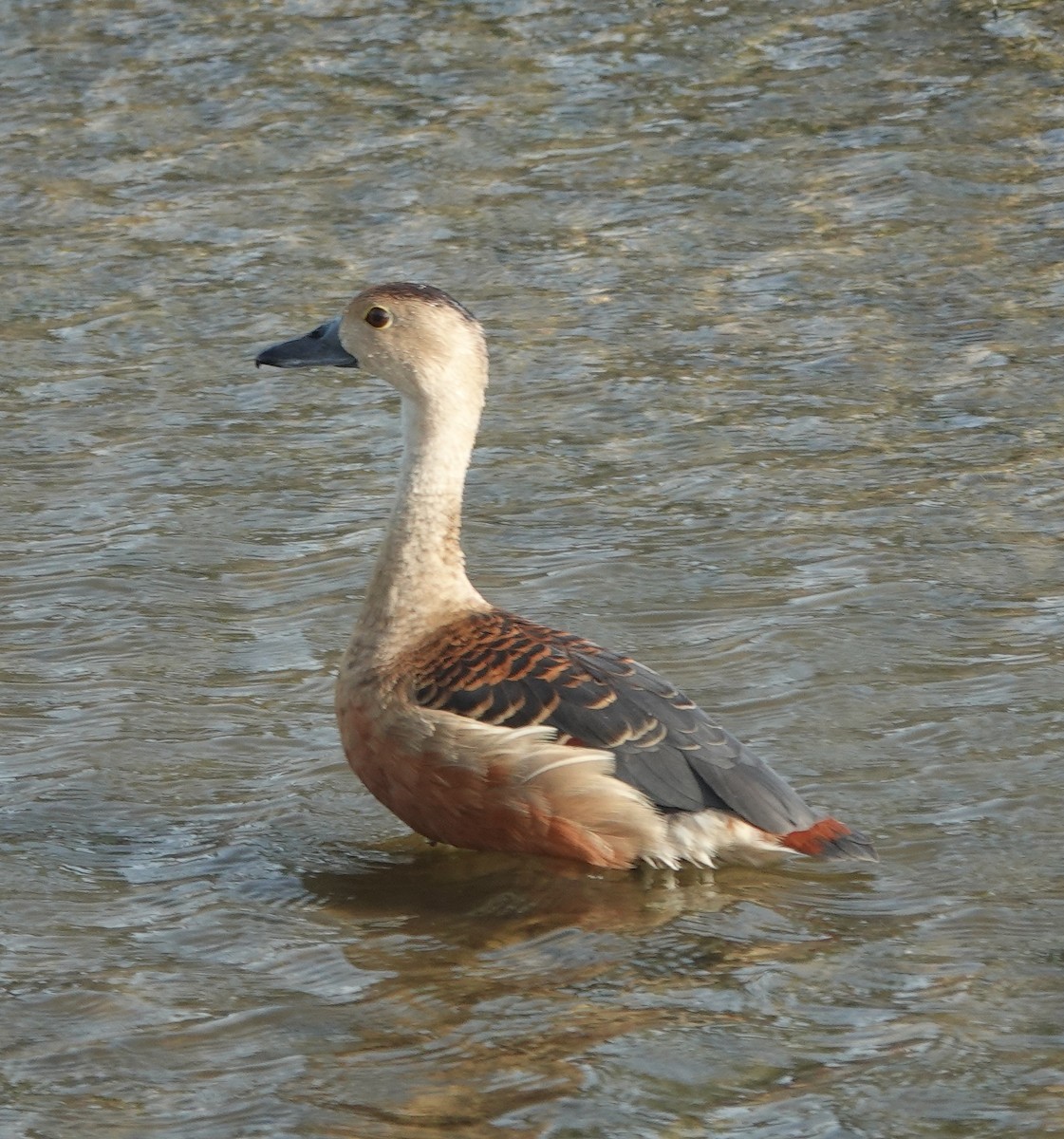 Lesser Whistling-Duck - ML637301908