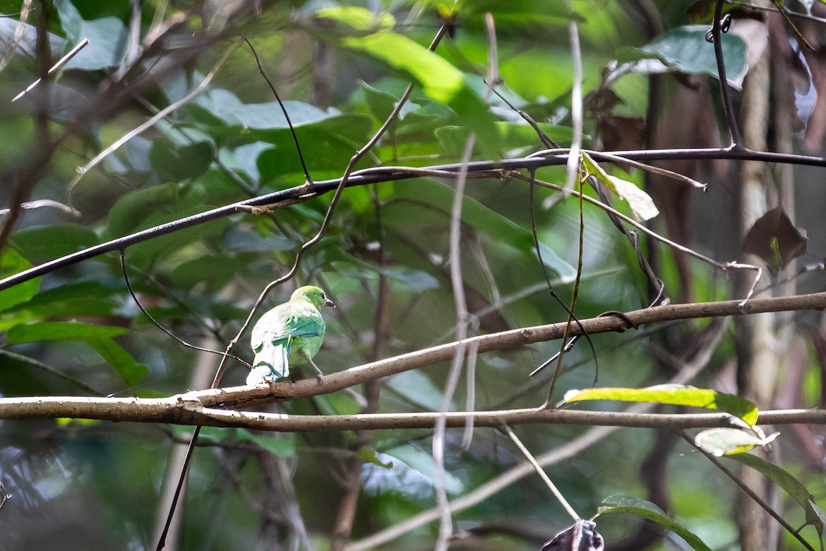 Blue-winged Leafbird - ML637302018