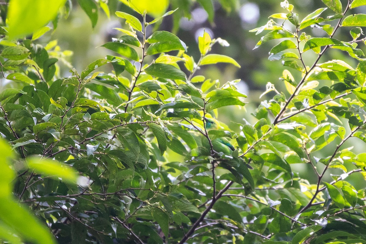 Blue-winged Leafbird - ML637302020