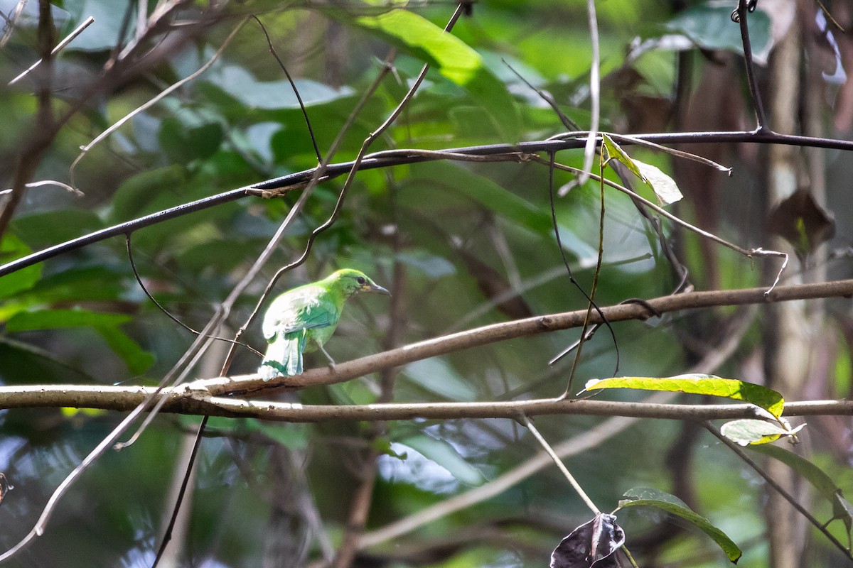 Blue-winged Leafbird - ML637302021