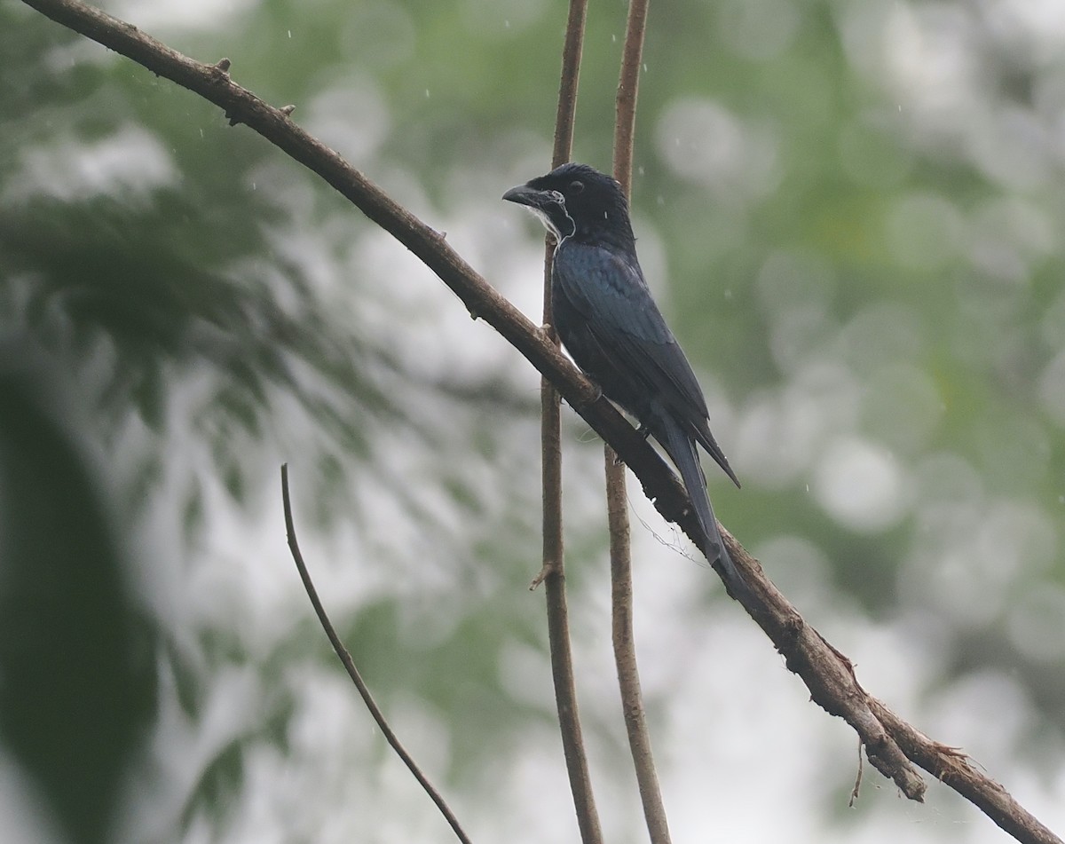 Crow-billed Drongo - ML637302028