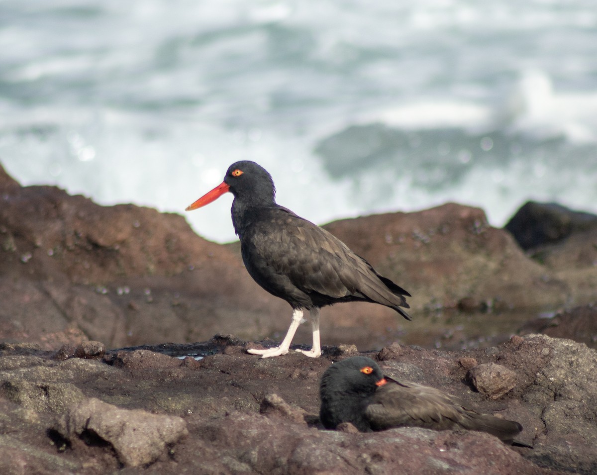 Blackish Oystercatcher - ML637302052