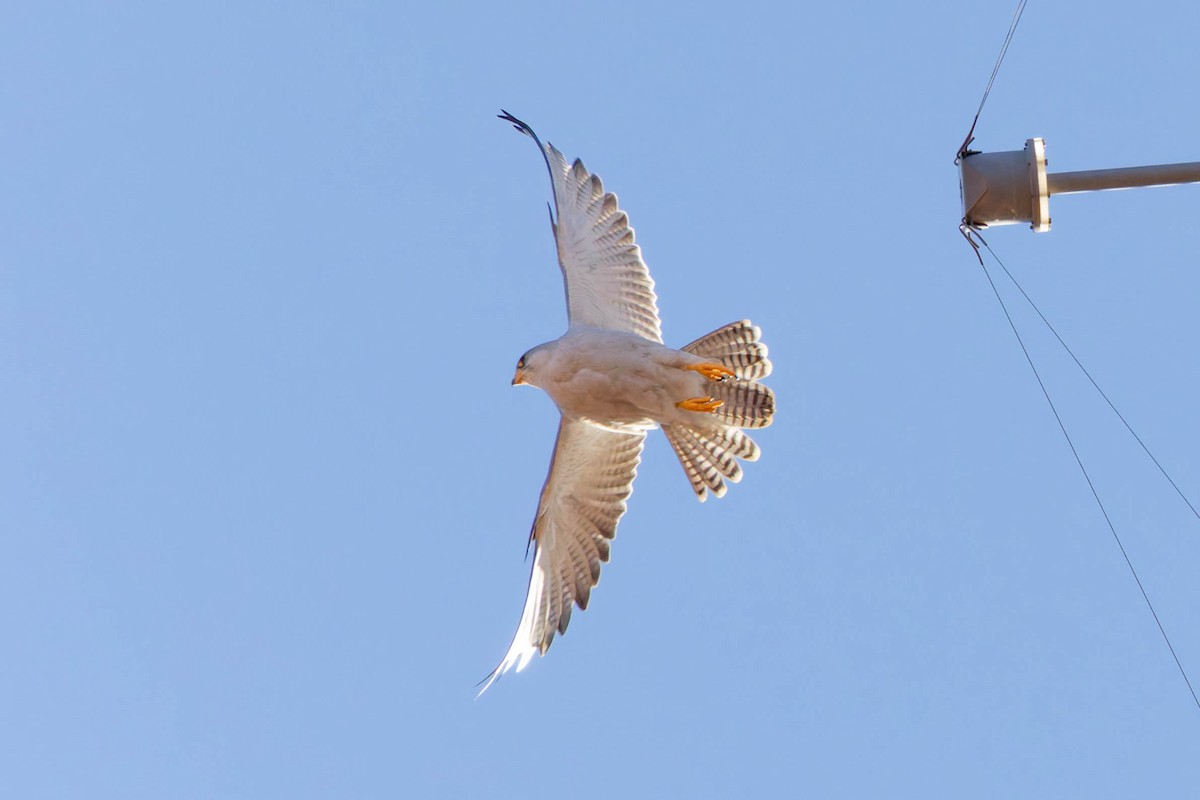 Gray Falcon - ML637302065