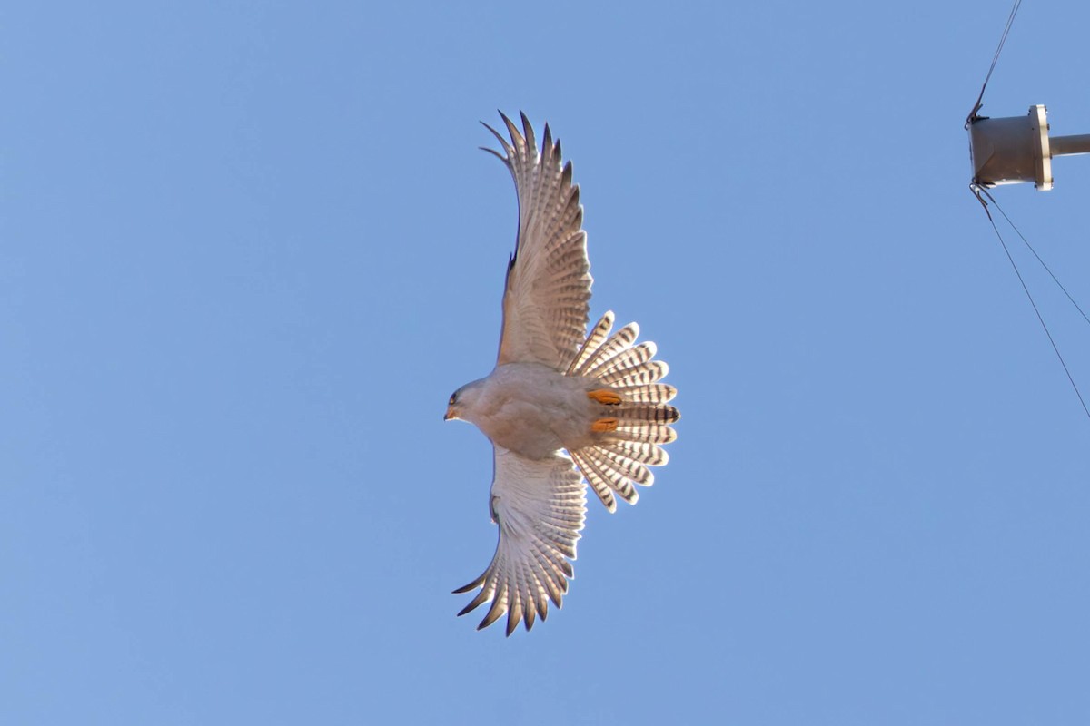 Gray Falcon - ML637302066