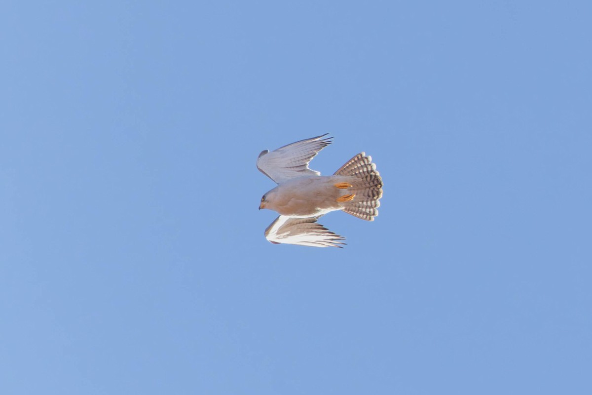 Gray Falcon - ML637302067