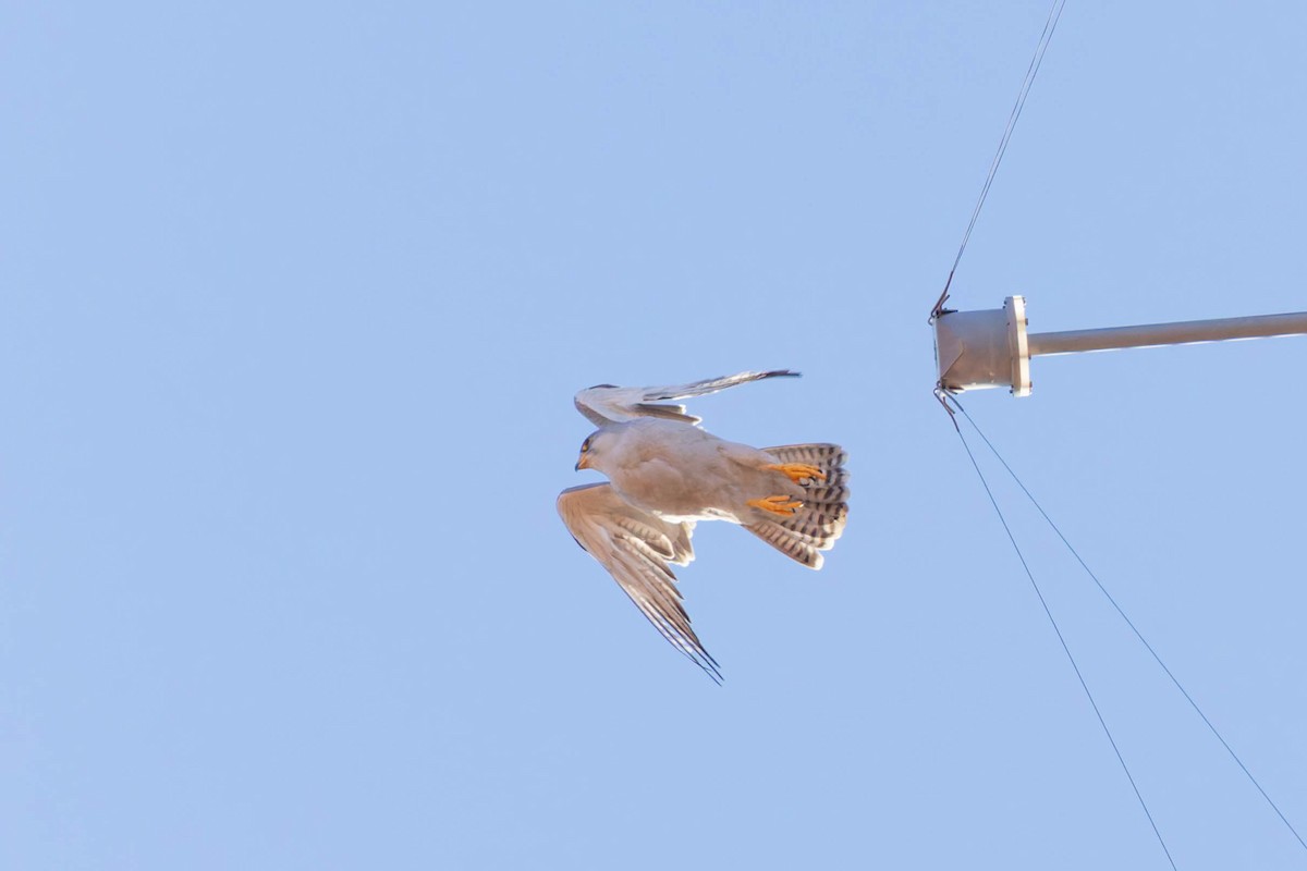 Gray Falcon - ML637302068