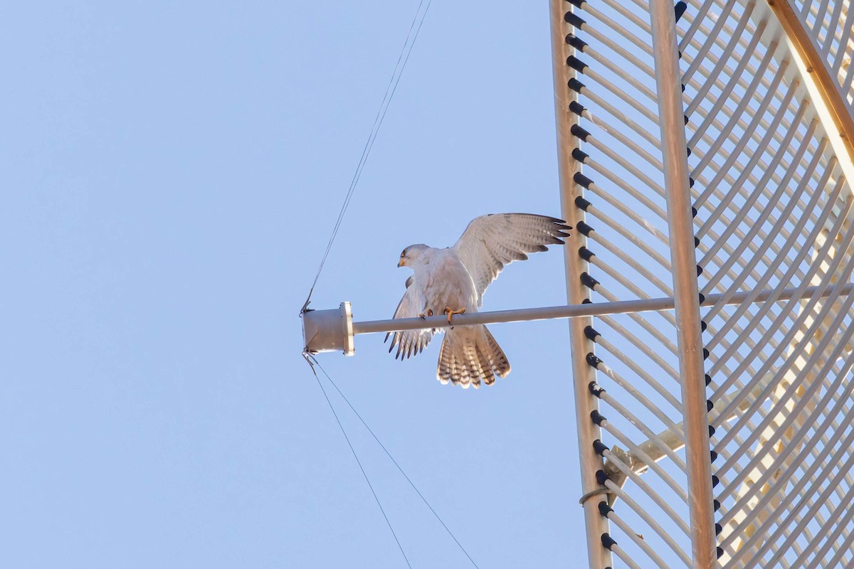 Gray Falcon - ML637302069