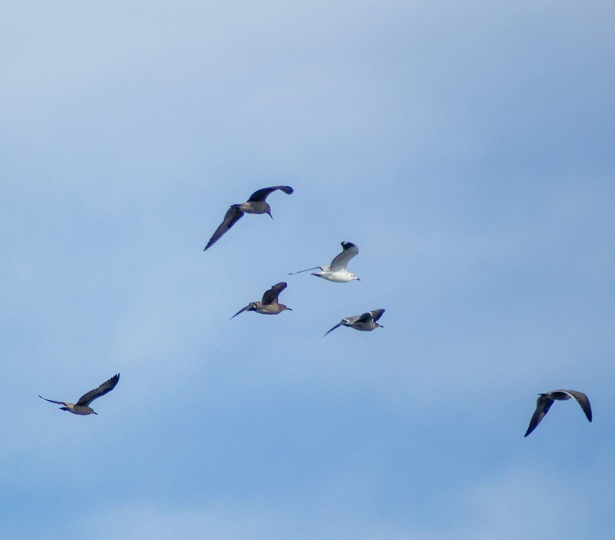 Andean Gull - ML637302077