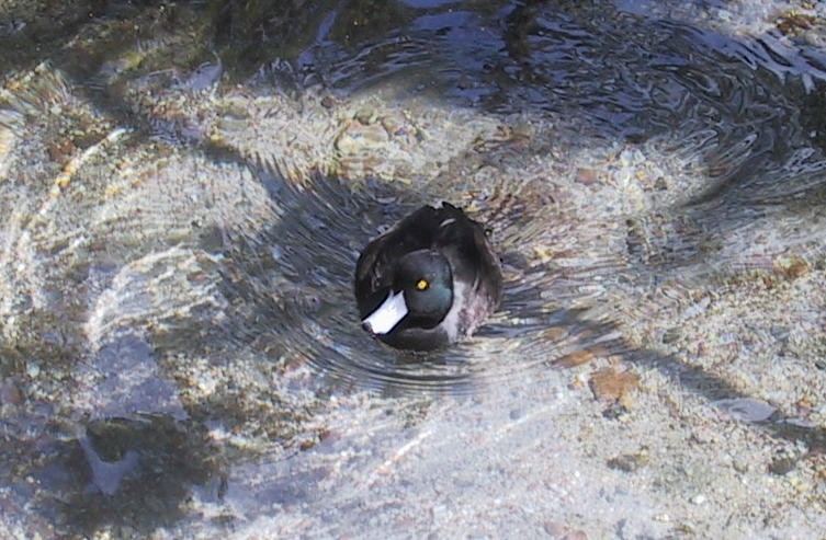 New Zealand Scaup - ML637302133