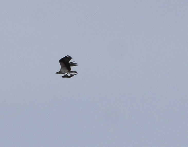 Osprey (American) - ML637302217