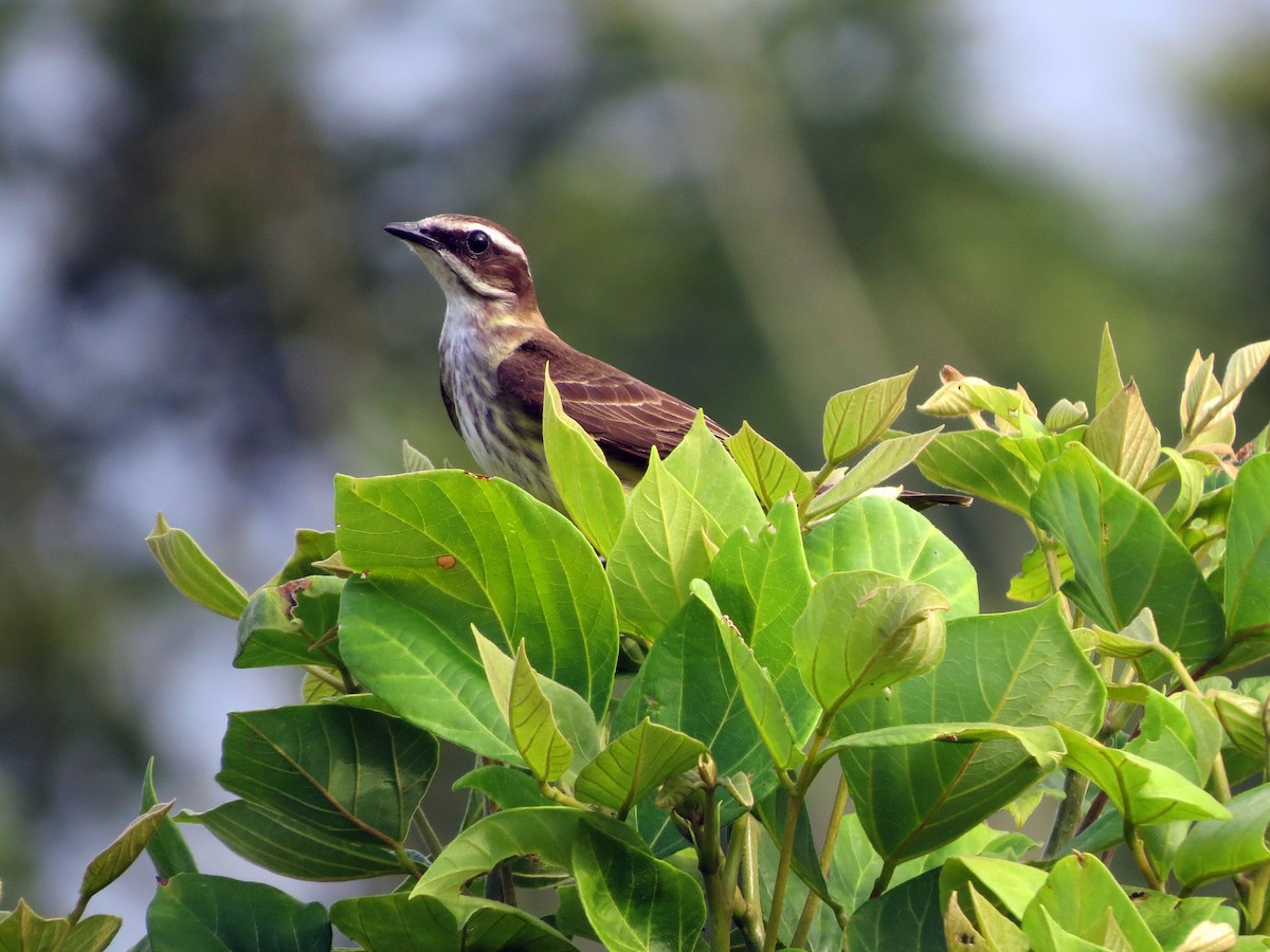 Piratic Flycatcher - ML637302258