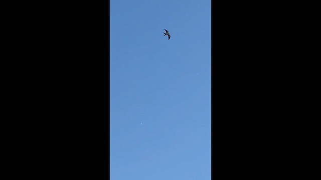 Swallow-tailed Kite - ML637302266