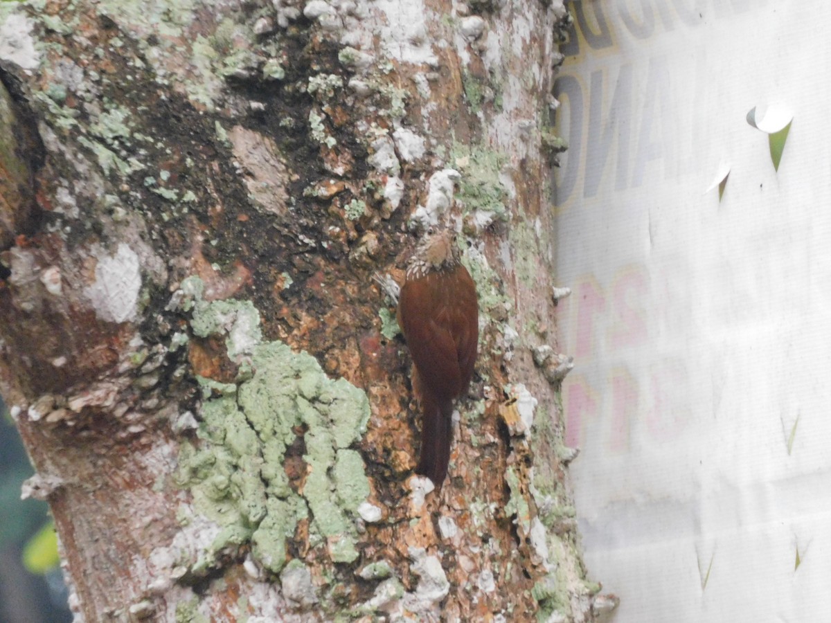 Straight-billed Woodcreeper - ML637302277