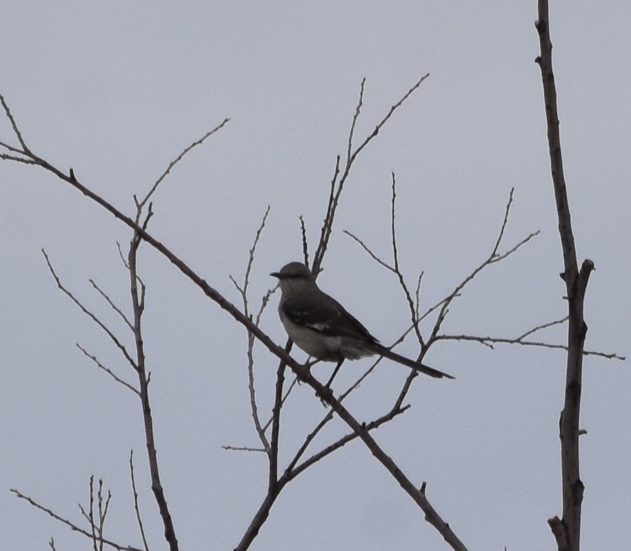 Northern Mockingbird - ML637302299