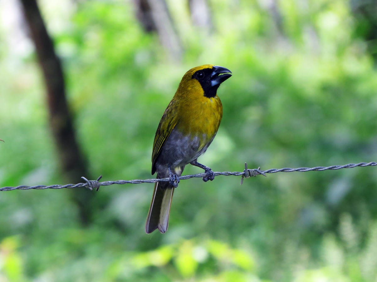Black-faced Grosbeak - ML637302303