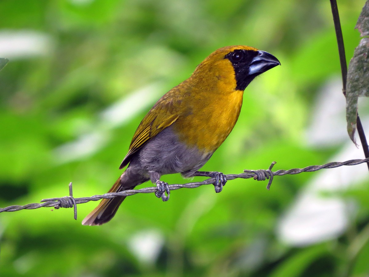 Black-faced Grosbeak - ML637302312