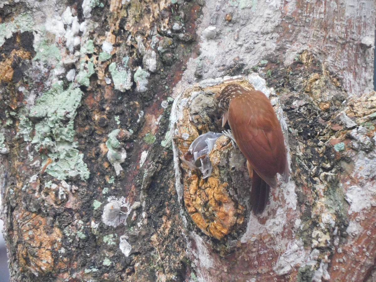 Straight-billed Woodcreeper - ML637302315
