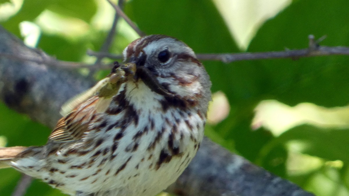 Song Sparrow - ML637302316
