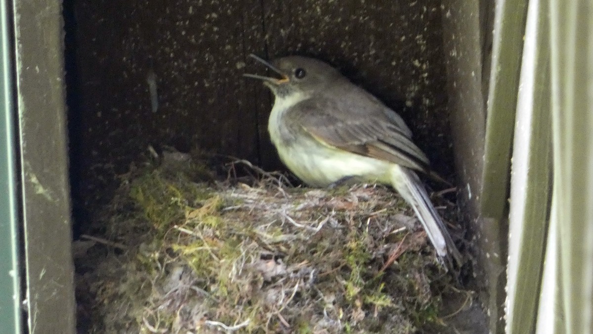 Eastern Phoebe - ML637302326