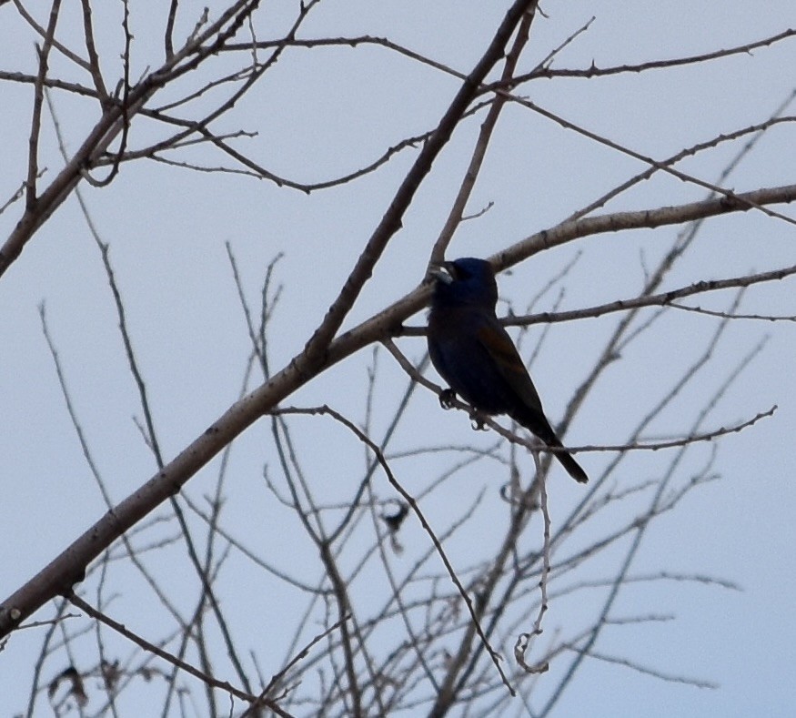 Blue Grosbeak - ML637302331