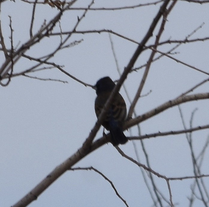 Blue Grosbeak - ML637302334