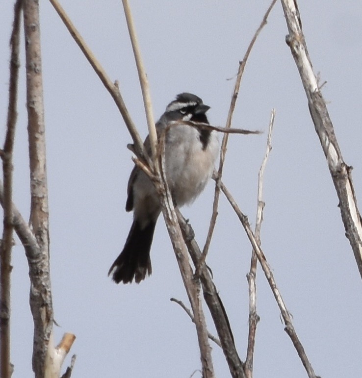 Black-throated Sparrow - ML637302350