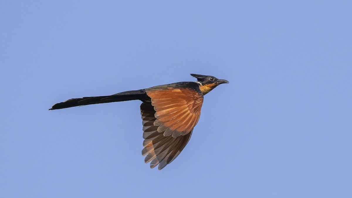 Chestnut-winged Cuckoo - ML637302369