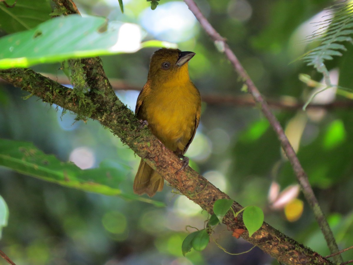Carmiol's Tanager - ML637302408
