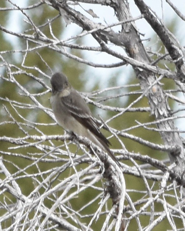 Empidonax sp. - ML637302426