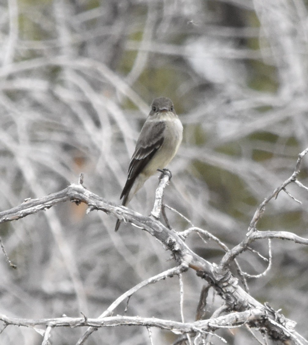 Empidonax sp. - ML637302431