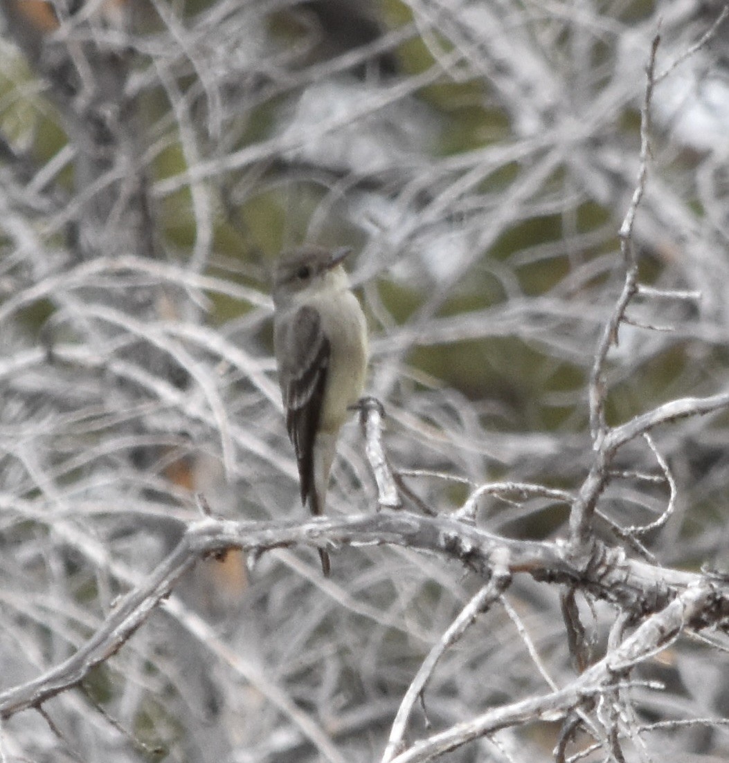 Empidonax sp. - ML637302434
