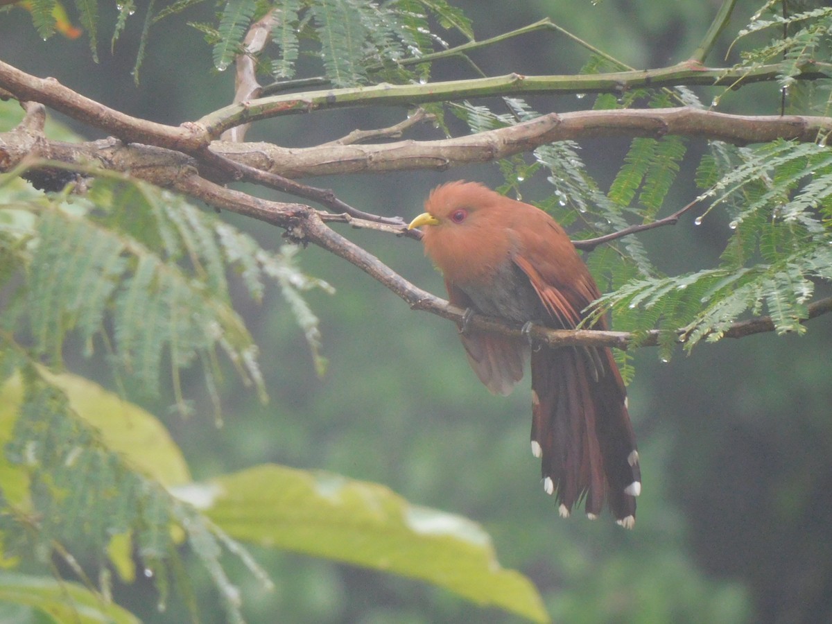Little Cuckoo - ML637302466