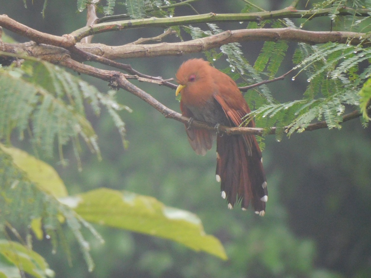 Little Cuckoo - ML637302480