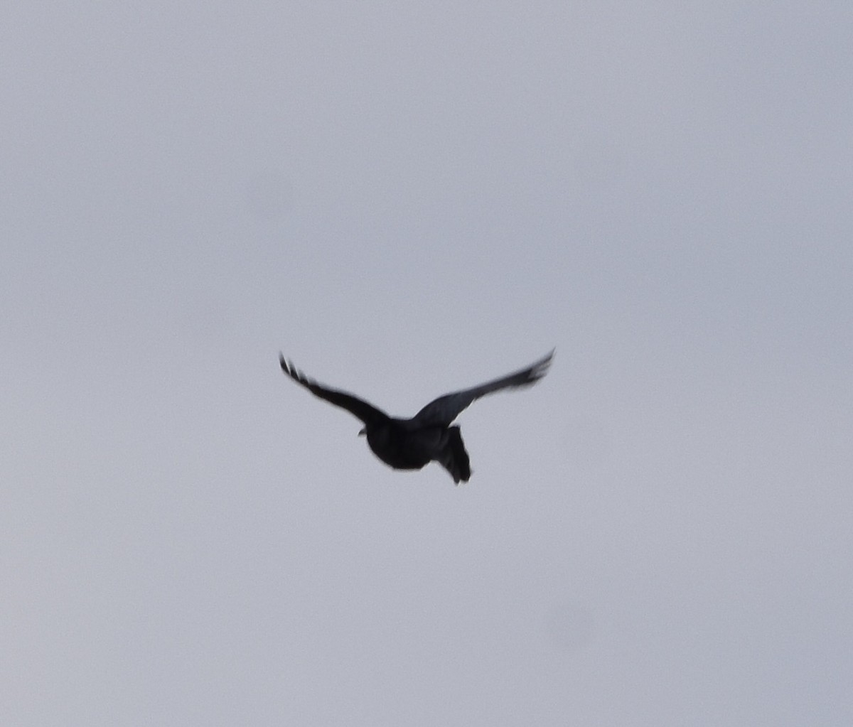 Great-tailed Grackle - ML637302481