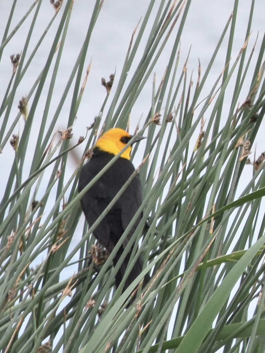 Yellow-headed Blackbird - ML637302490