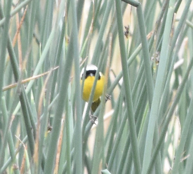 Common Yellowthroat - ML637302496