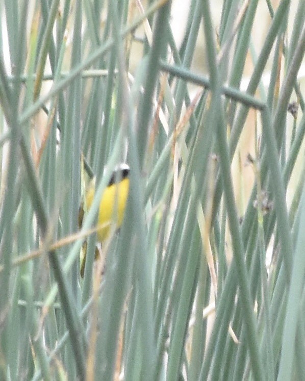 Common Yellowthroat - ML637302505