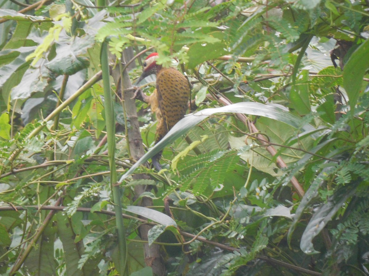 Spot-breasted Woodpecker - ML637302519