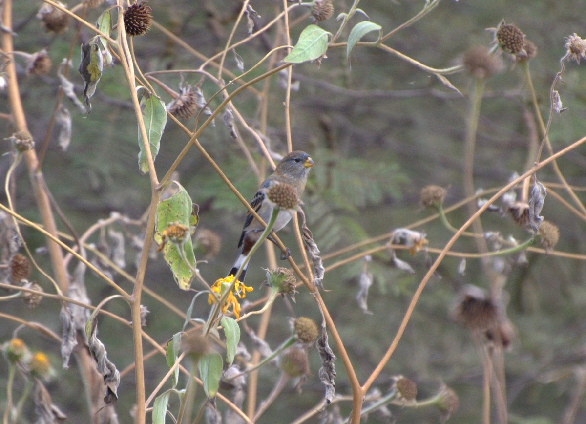 Band-tailed Seedeater - ML637302522