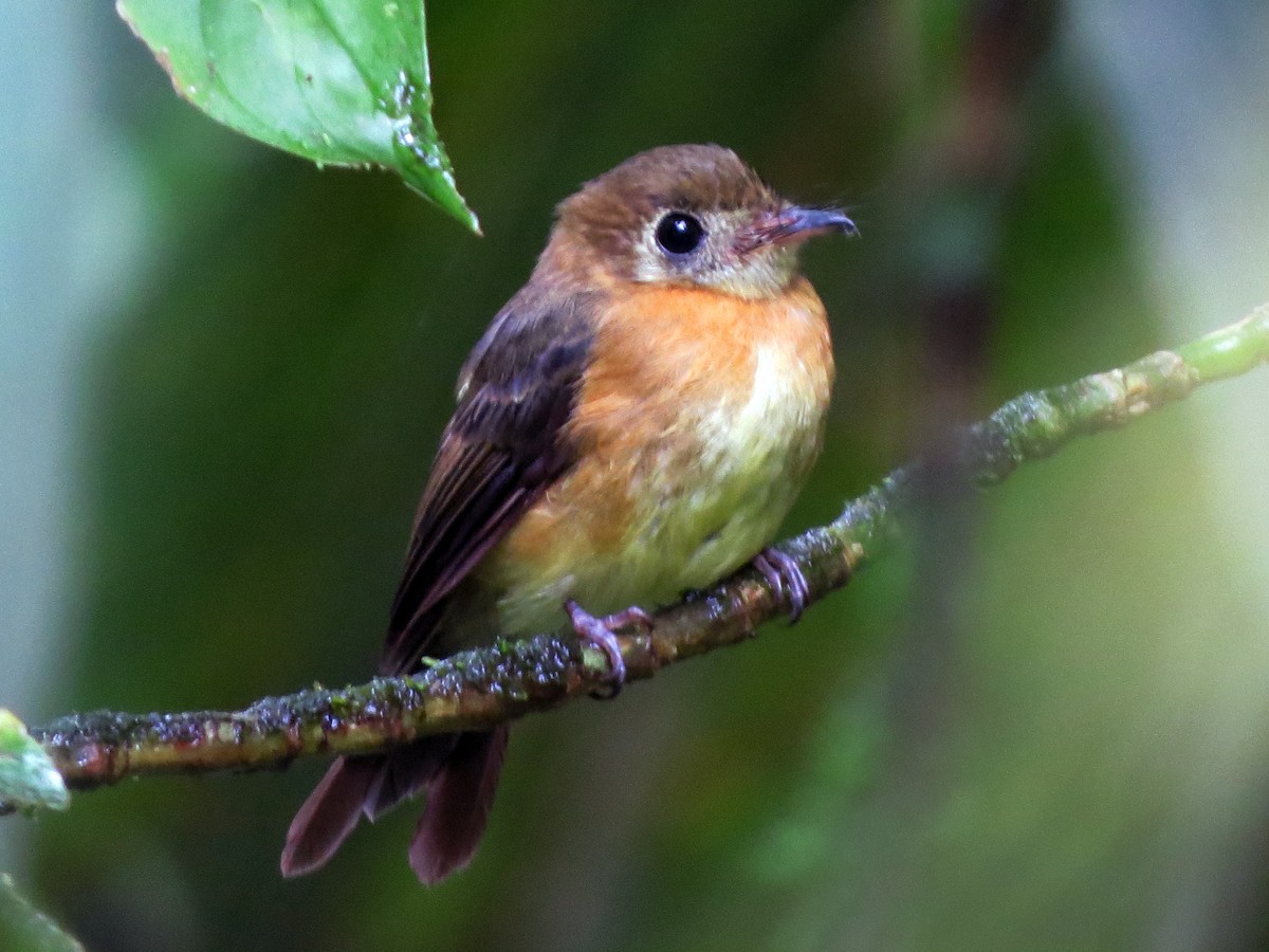 Sulphur-rumped Flycatcher - ML637302524
