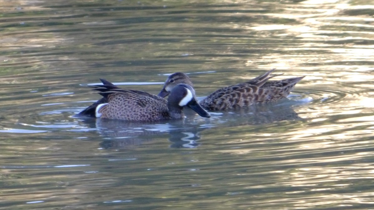 Blue-winged Teal - ML637302543