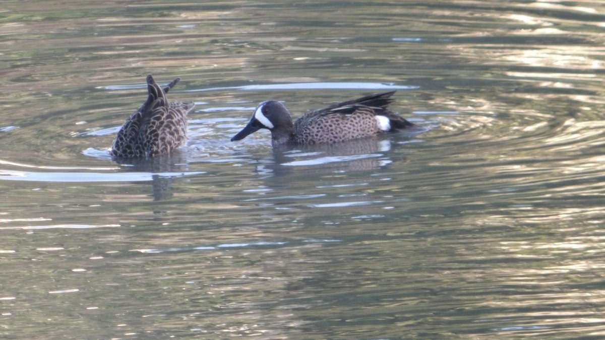 Blue-winged Teal - ML637302544