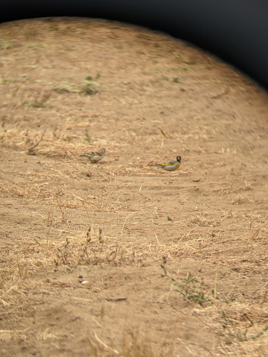 Lawrence's Goldfinch - ML637302552