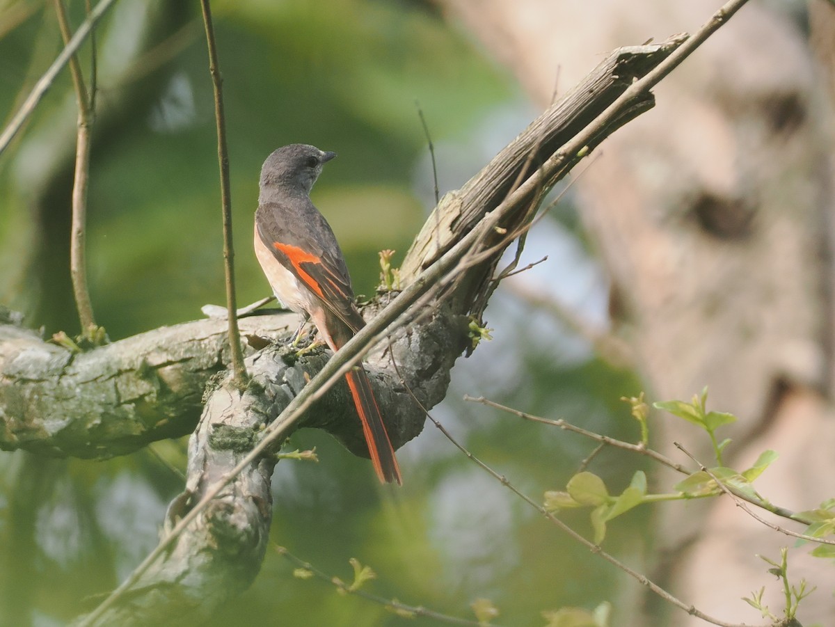 Rosy Minivet - ML637302563