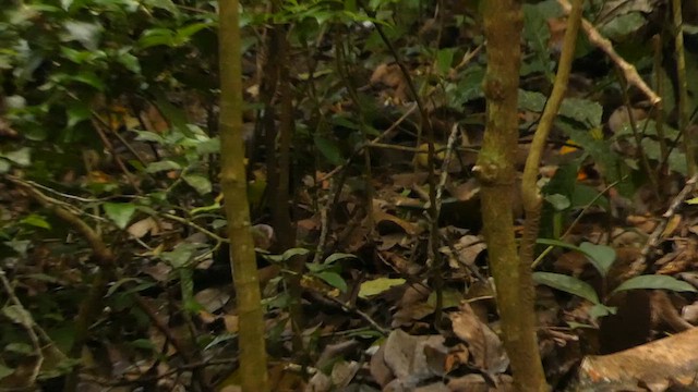 クリボウシヤブシトド - ML637302569