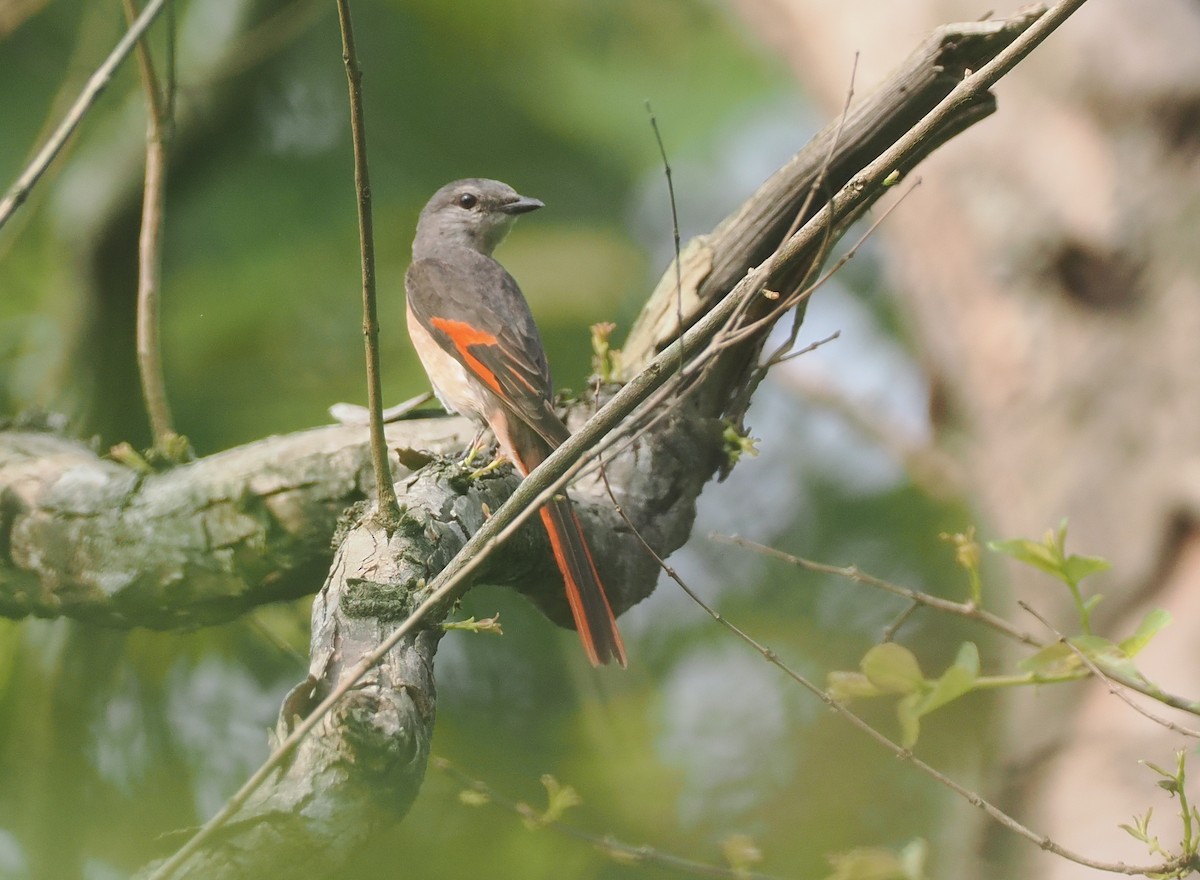 Rosy Minivet - ML637302571