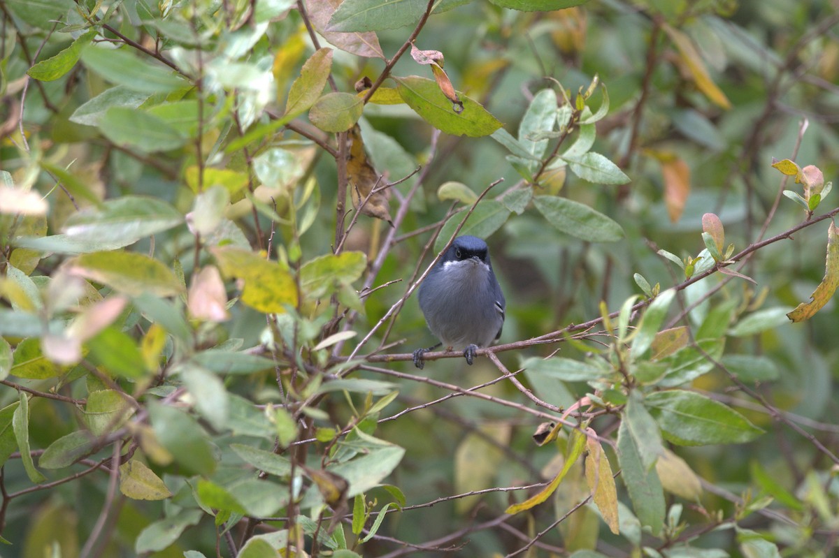 Masked Gnatcatcher - ML637302585